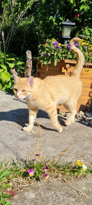 zaginął kot Ryszard Rysiu Rysio dla znalazcy nagroda