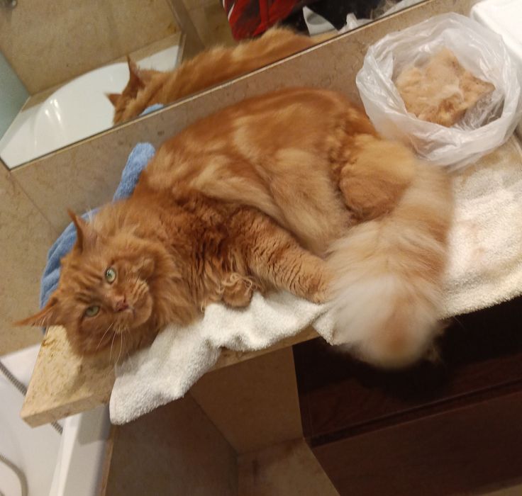 Grooming & petsitting