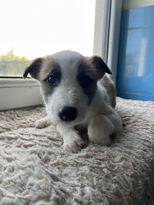Sammy szczeniaczek adoptuj samiec