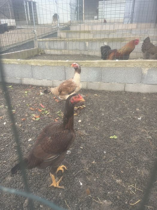 Ovos galados de varias racas