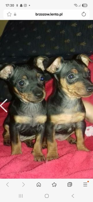 Pinczer miniaturowy ratlerek