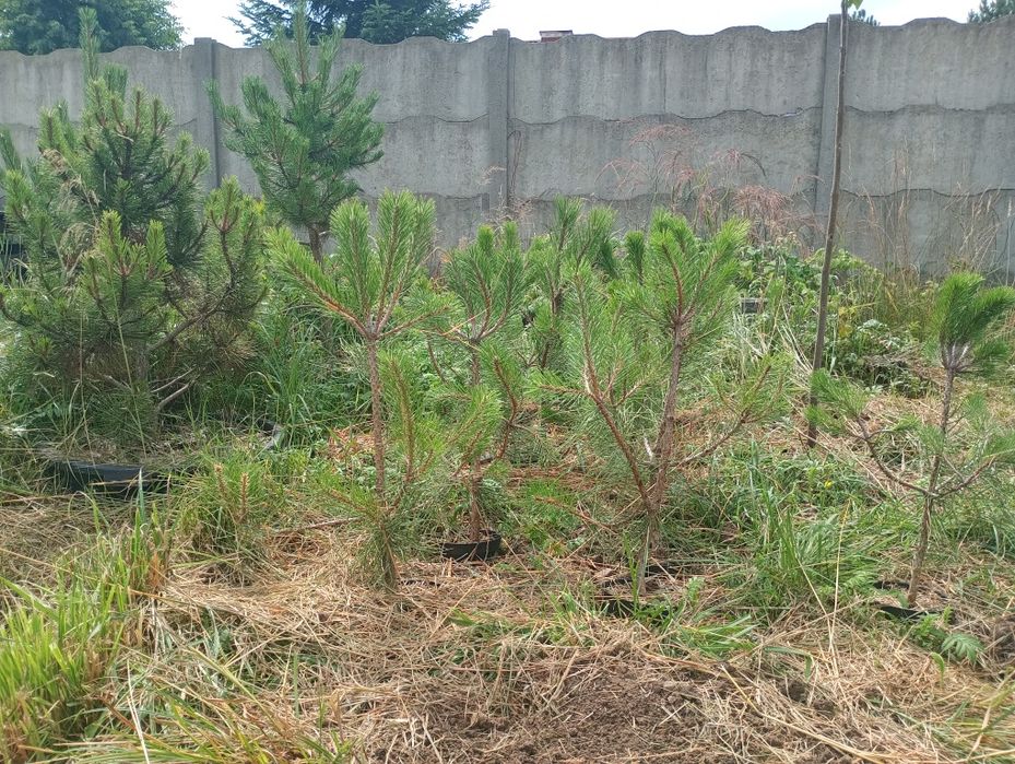 Sadzonki czarnej sosny pinus nigra 50-60cm oraz 150-200