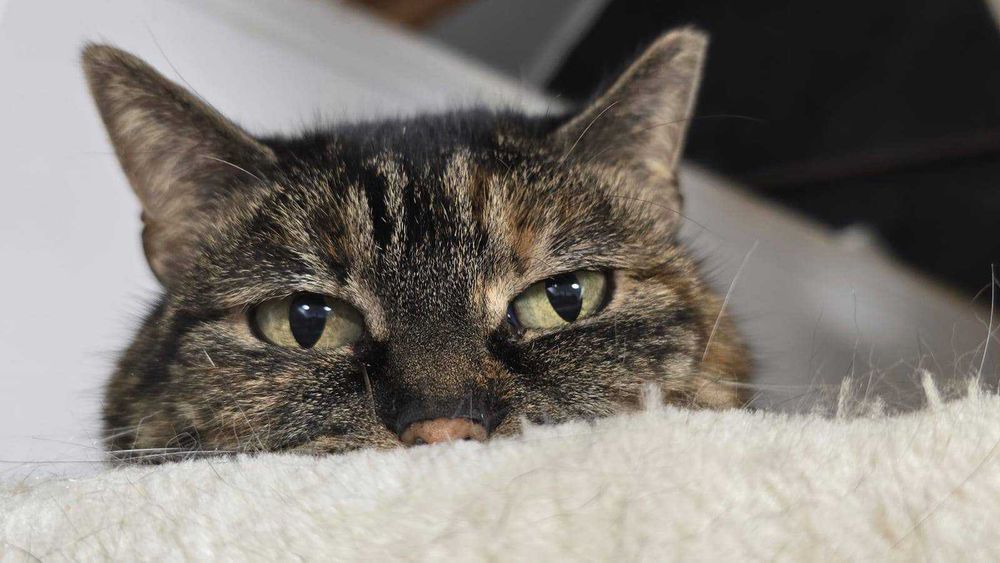 Cudowna kotka szuka domu - Cynaderka poleca się do adopcji.