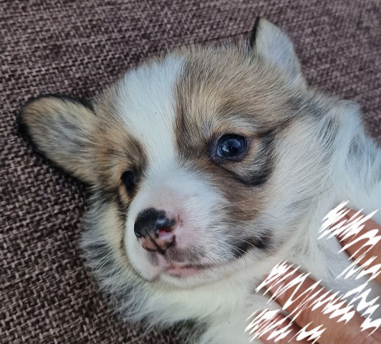 Вельш Корги Пемброк