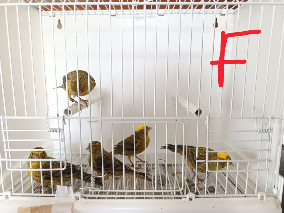 Canários Lizard 2025 LER DESCRIÇÃO