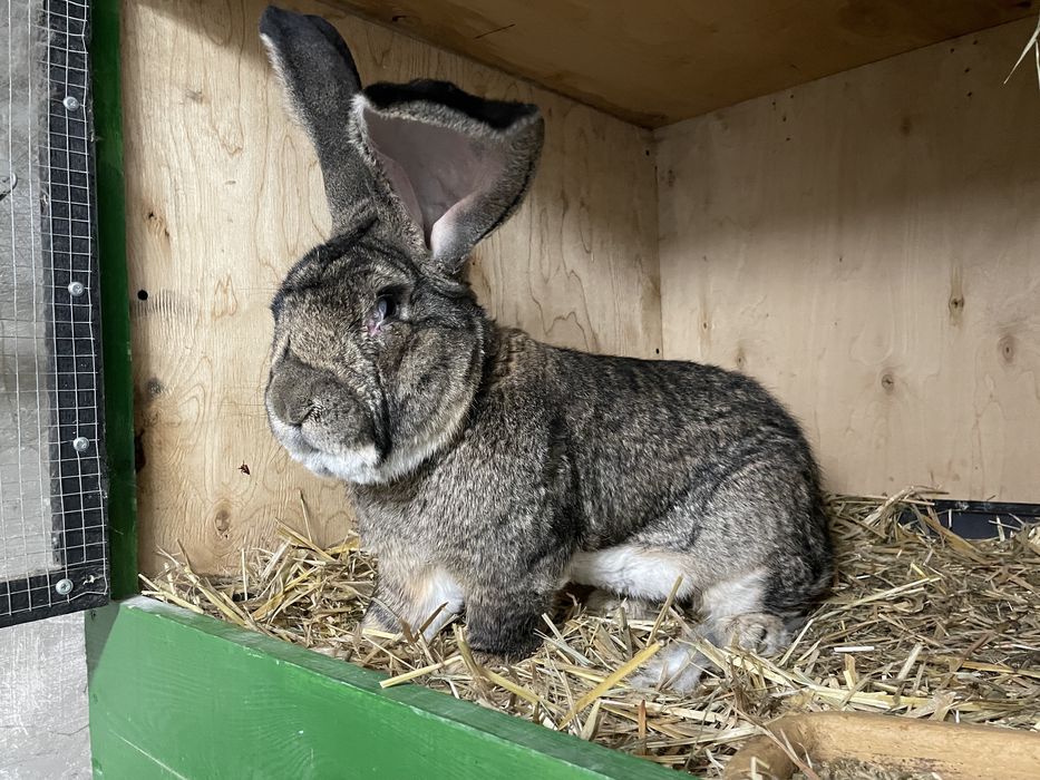 Olbrzym Belgijski Szary