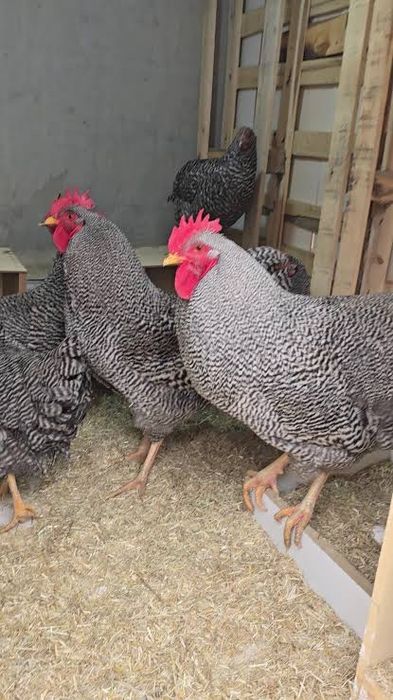 Jajka lęgowe Plymouth Rock