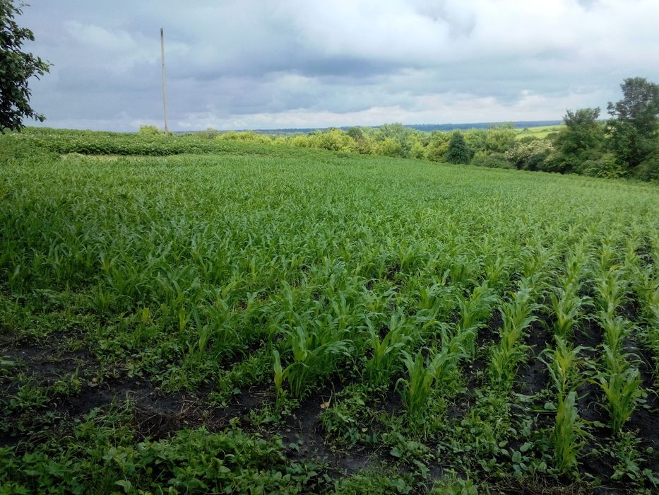 Продаємо ділянку