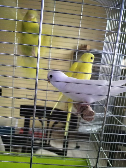 Młode papugi faliste