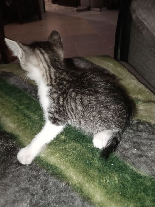Gato bebê com menos de um mês