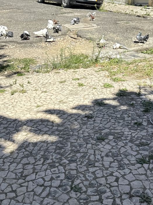 Troca de pombos leque