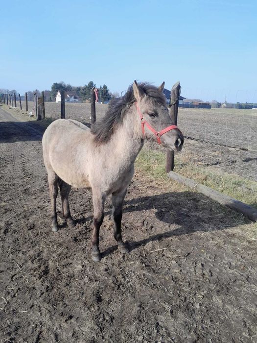 Ogierek rasy konik polski