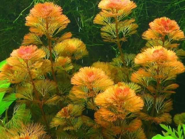 Cabomba Piauhyensis (Cab.red)