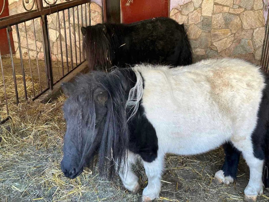 Продаж ранчо « Софія»