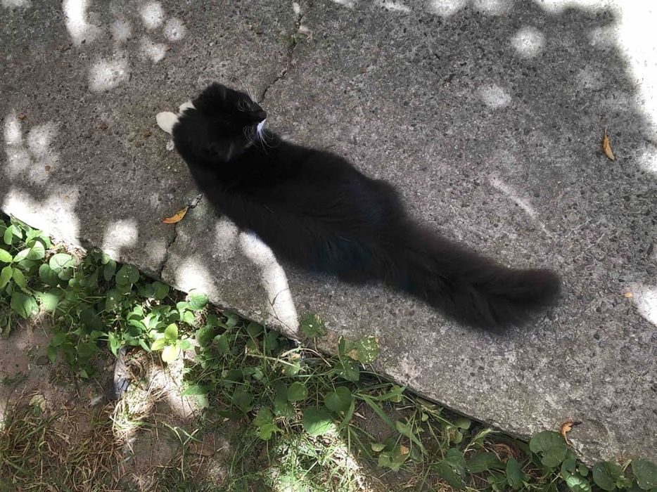 Пухнаста кішечка в добрі руки