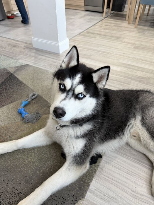 Reproduktor Husky Krycie z Rodowodem