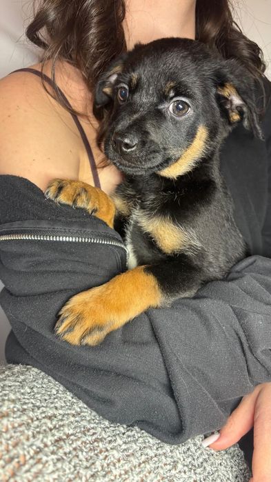 Szczeniaki szczeniak Wrocław Dolny Śląsk