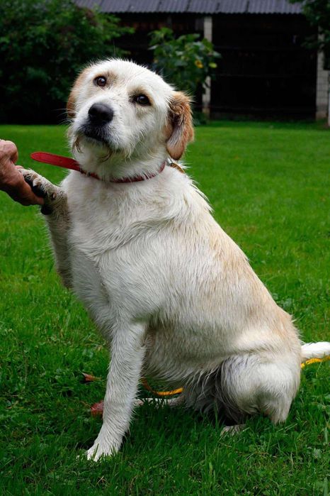 Poznaj naszego podopiecznego Bobiego.