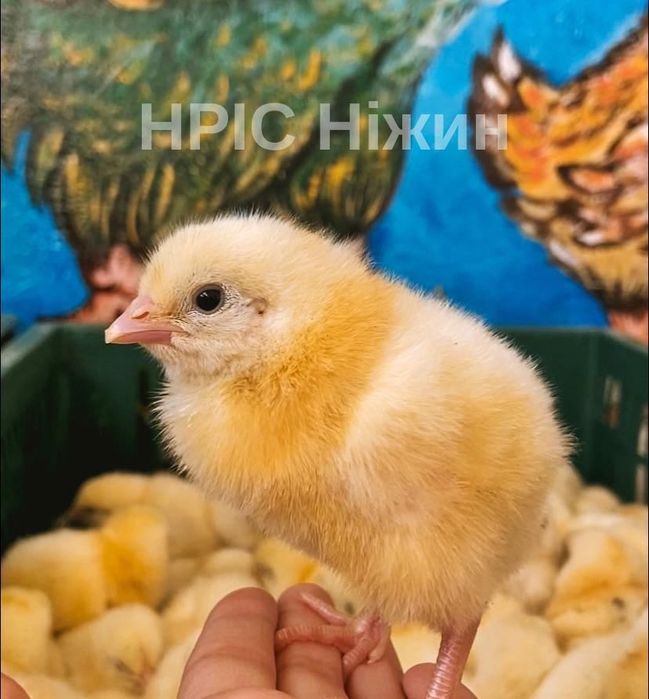 Мастер Грей (можлива доставка по Україні)