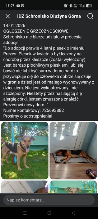 Piesek 4 letni szuka domu