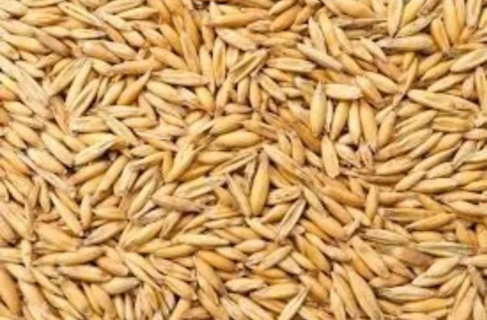 Owies paszowy ziarno