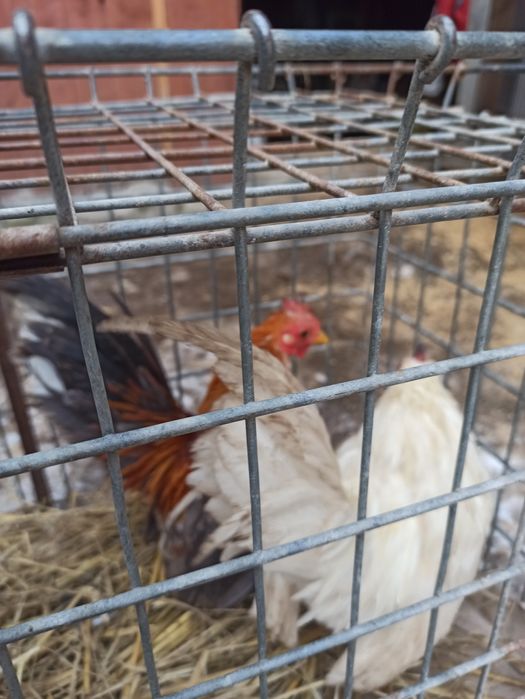 Sprzedam koguty seramy