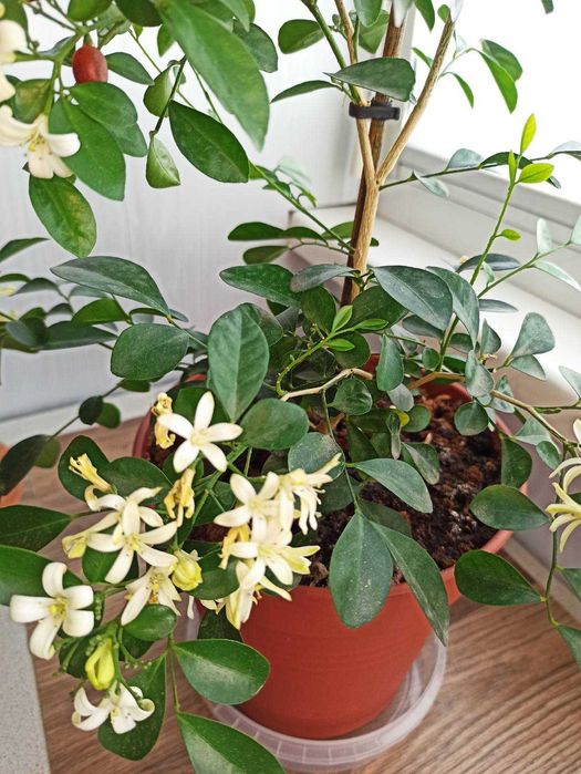 Продам саженцы  Муррайи метельчатой, детки, в Днепре.