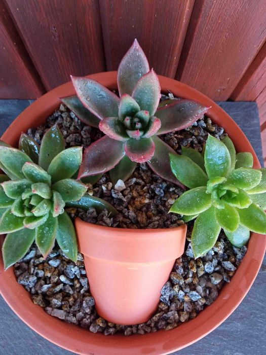 Arranjos de Suculentas