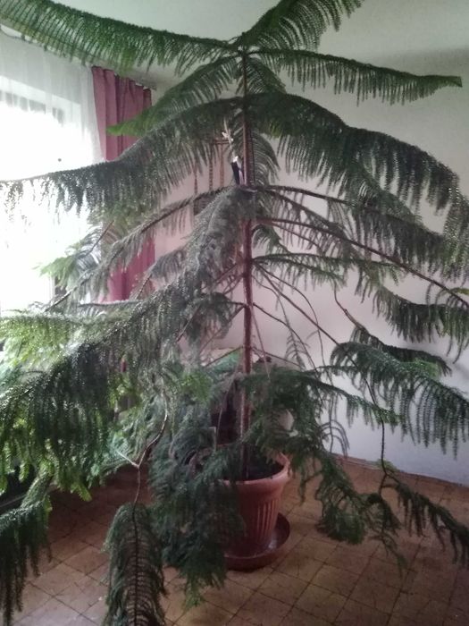 Araukaria wyniosła, choinka
