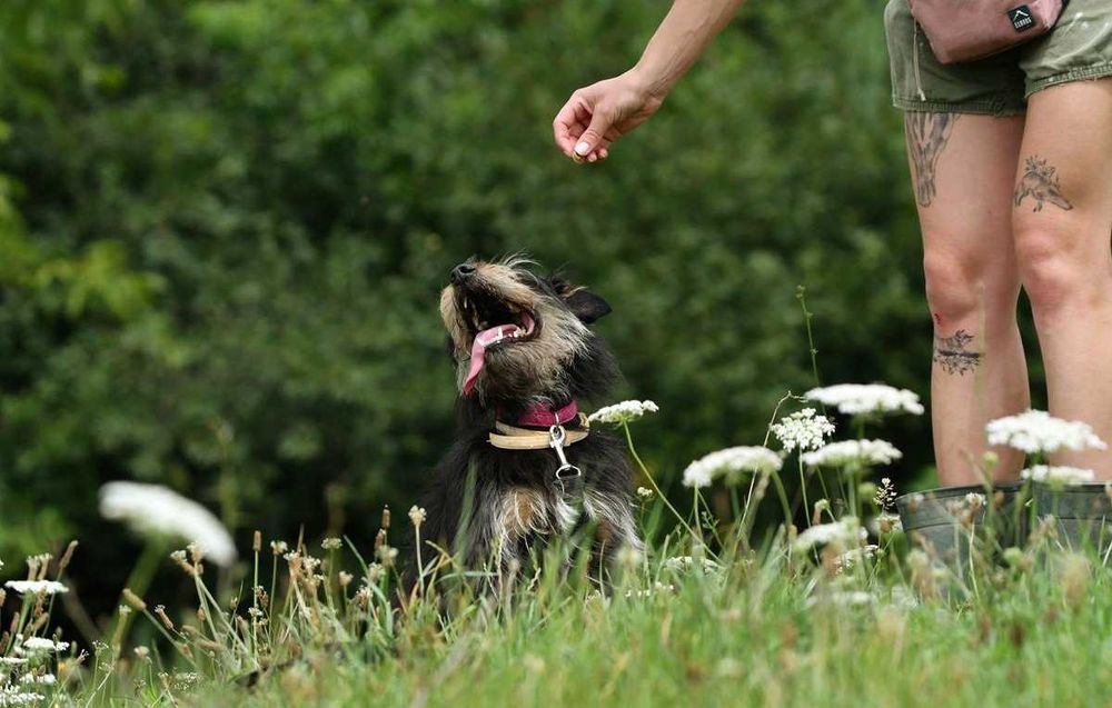 Boluś szuka domu, pies, mały