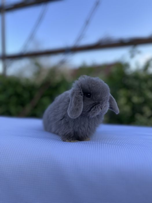 Дівчинка NHD.Карликові баранчики,кролики