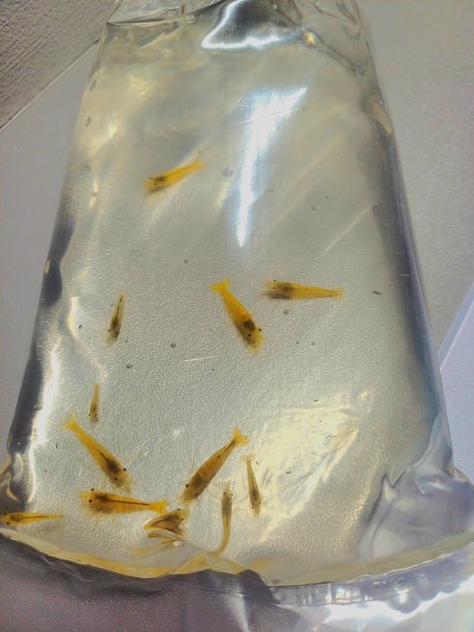 Krewetki neocaridina YELLOW