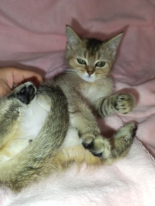 Скотіш фолд , шотландскі висловухі кошенята  , чорно-золота  шиншилла