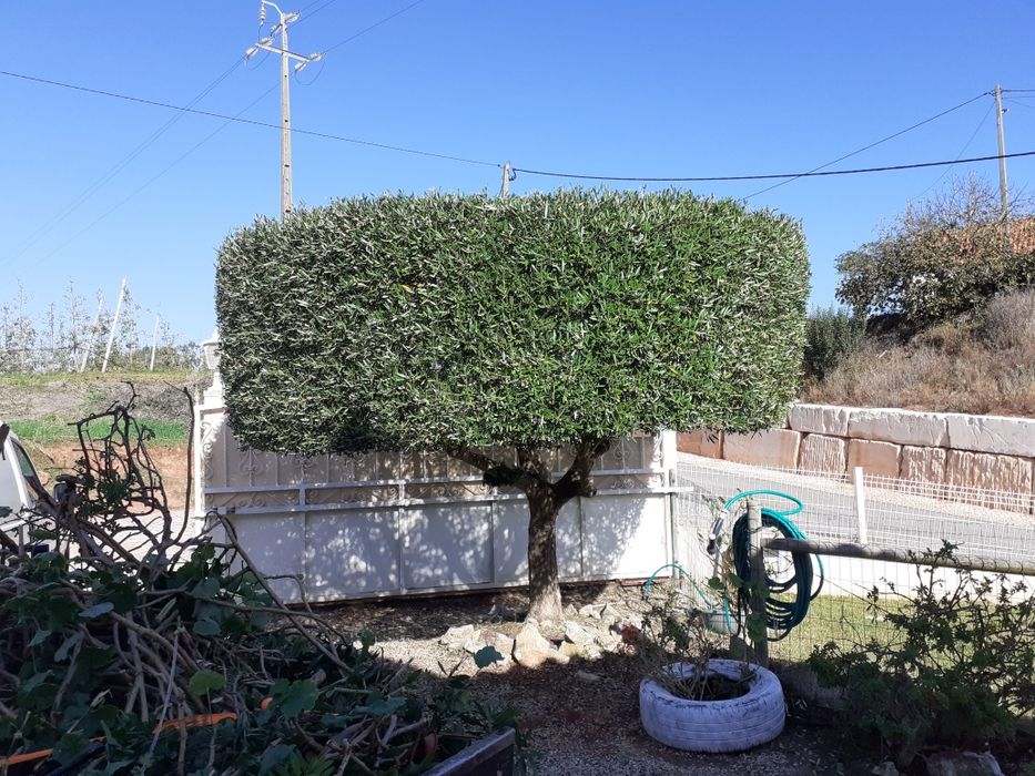 Serviço de jardineiro