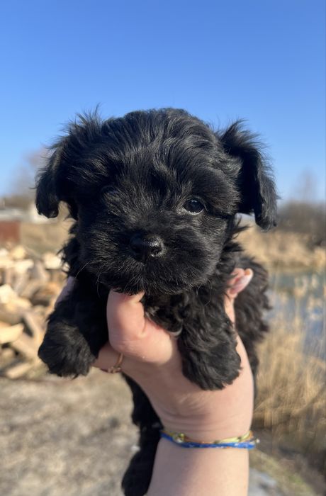 Экслюзивный мини йоркипу мальчик