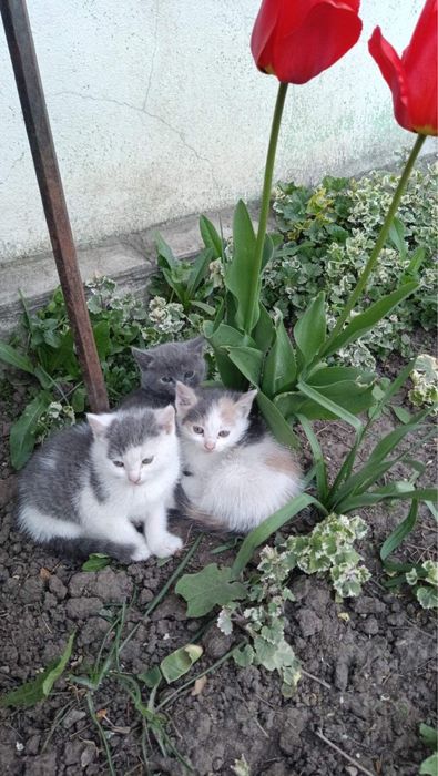 Віддамо кошенят в добрі руки