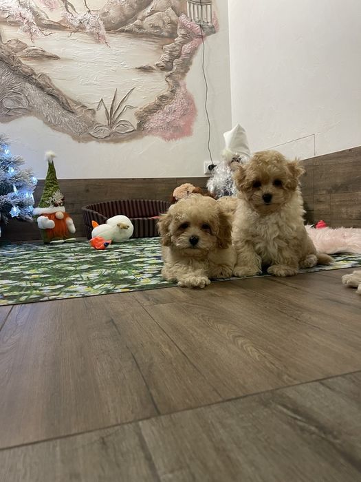 Мальтипу f 1 девочки и мальчики