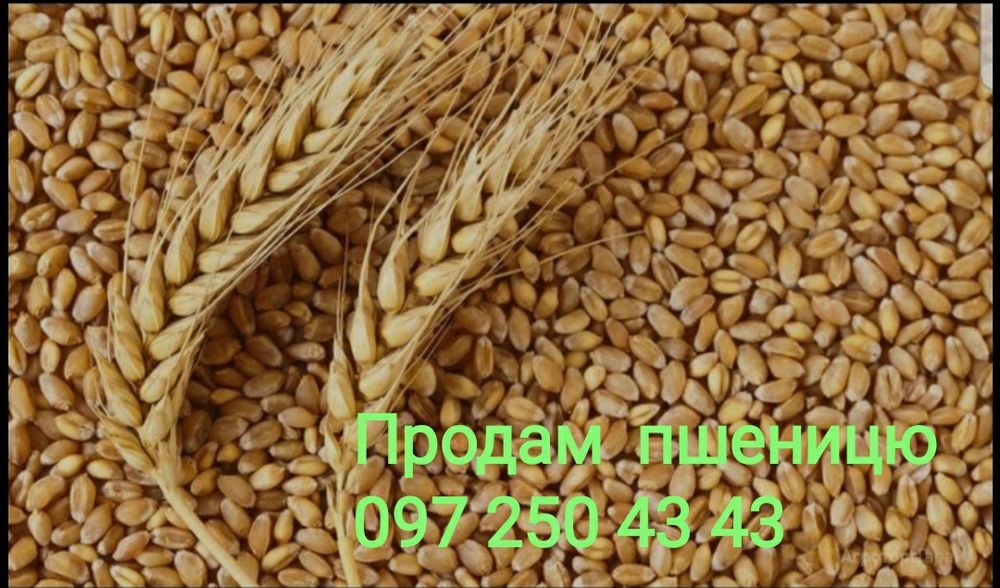 Продам пшеницю урожай 2025