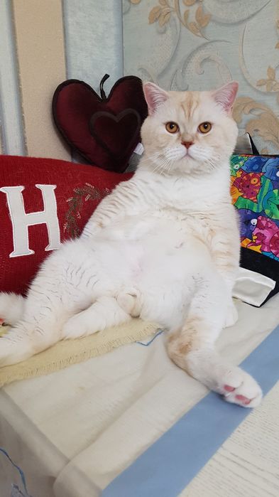 Шотландський  кіт в"язка