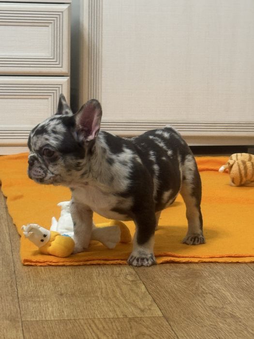 Відмінні цуценята, міні і стандарт на бронь та готові до переїзду!