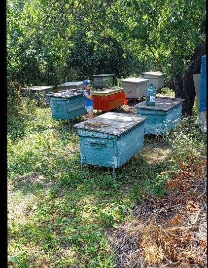 Продам пасеку з  домом и участком