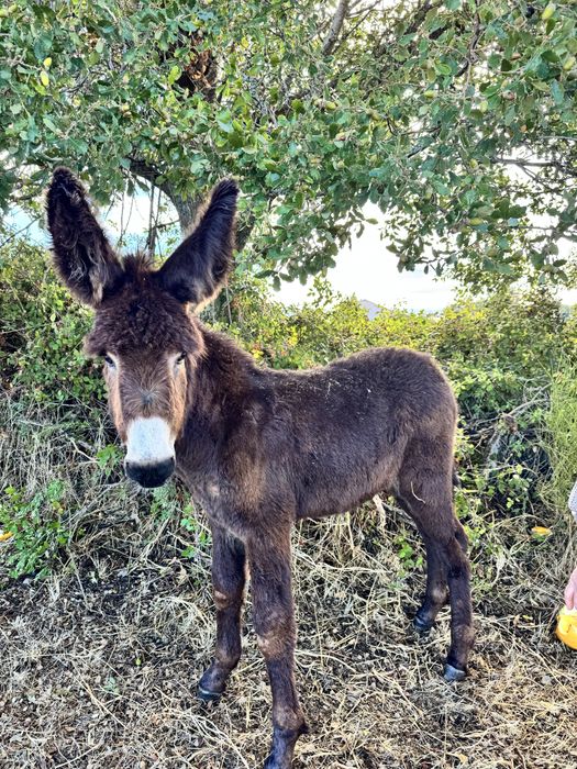Burro Raça Autóctene Mirandesa