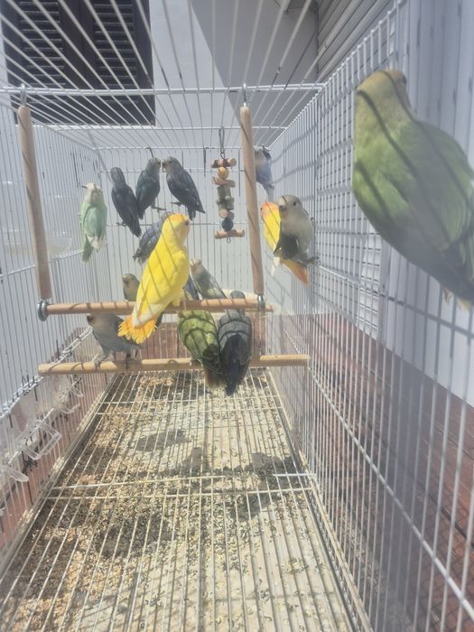 Agapornis para ceder