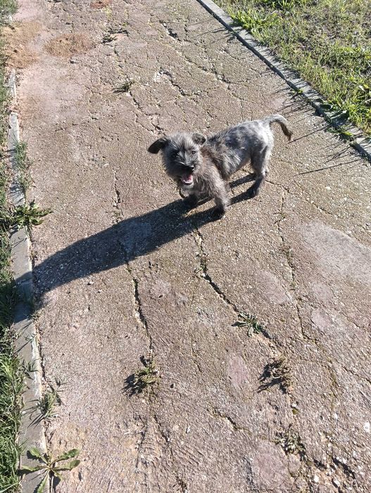 Cão para adoção