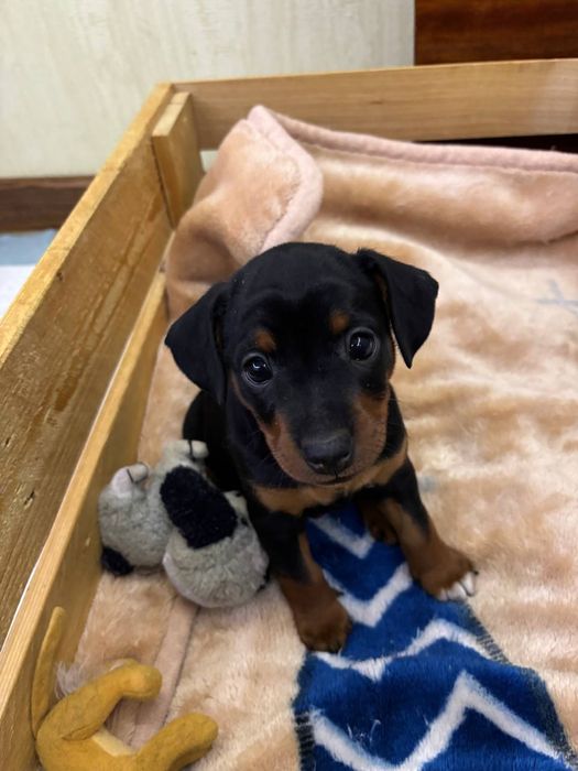 Цуценята цвєргпінчера