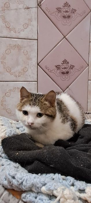 Кішка Булька 6 міс