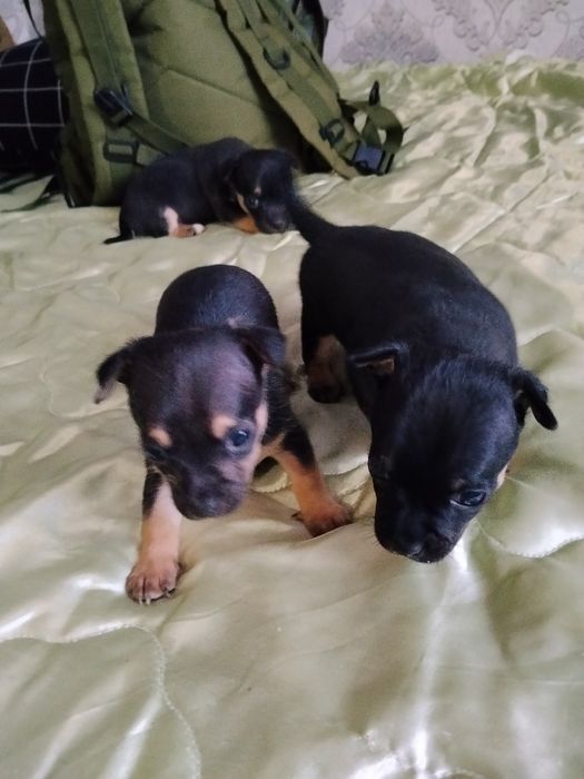 ПРОДАМ ЦУЦИКІВ ТОЙТЕР'ЄРИ хлопчиків