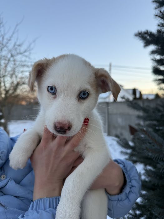 Собачки 2 місяці