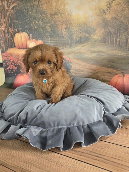 Cavapoo F1 cudowny i radosny szczeniak szuka kochajacego domu