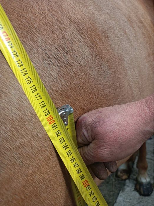 Продам лошицю